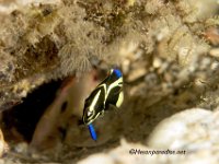 Juvenile Grey Angelfish 1