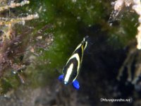 Juvenile Grey Angelfish