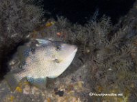 Juvenile Grey Triggerfish 2