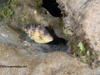 Juvenile Grey Triggerfish 5