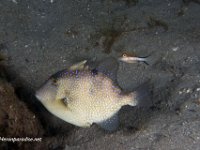 Juvenile Grey Triggerfish