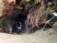 Juvenile Highhat and Arrow Crab