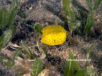 Juvenile Honeycomb Cowfish 4