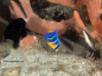 Juvenile Queen Angelfish 1