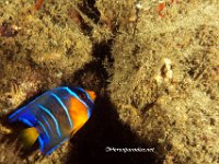 Juvenile Queen Angelfish 2