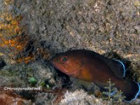 Juvenile Red Grouper 1