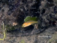 Juvenile Yellowtail Snapper