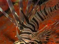 Lionfish 1