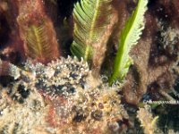 Plumed Scorpionfish