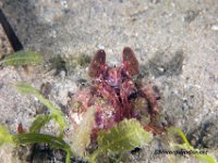 Reef Mantis Shrimp