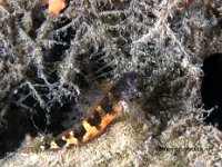 Saddled Blenny