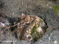 Scaly-Tailed Mantis Shrimp