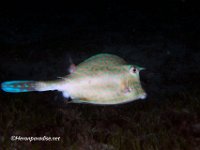 Scrawled Cowfish