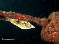 Scrawled Filefish 1