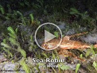 Sea Robin