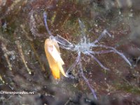 Sea Spider