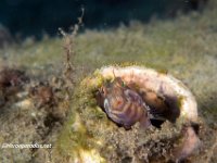 Seaweed Blenny 1