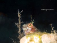 Seaweed Blenny 4