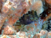 Seaweed Blenny