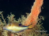 Sharpnose Pufferfish 1