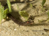 Shortfin Pipefish 1