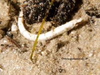 Shortfin Pipefish 10