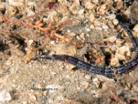 Shortfin Pipefish 12