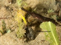 Shortfin Pipefish 3