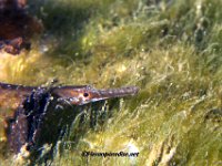 Shortfin Pipefish 4