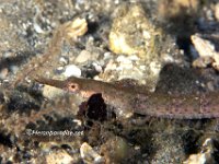 Shortfin Pipefish 6