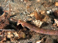 Shortfin Pipefish 8