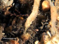 Shortfin Pipefish 9