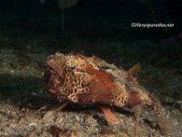 Shortnose Batfish