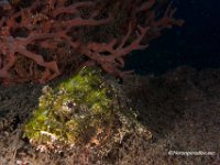 Spotted Scorpionfish 2