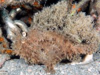 Striated Frogfish 1