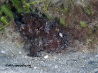 Striated Frogfish