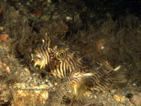 Stripped Burrfish