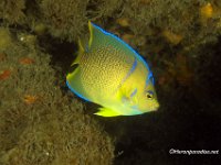 Townsend Angelfish