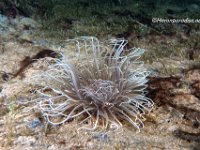 Tube Anemone