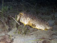 Web Burrfish 1