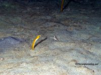 Yellow Garden Eel