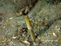 Blue Throated Pike Blenny