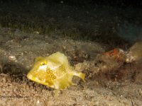 Buffalo Trunkfish