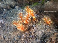 Christmas Tree Worms