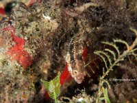 Downy Blenny