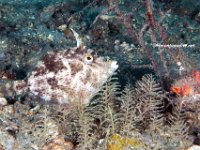 Fringed Filefish