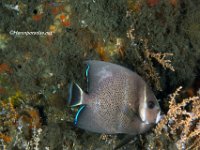 Grey Angelfish