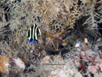 Juvenile Grey Angelfish