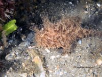 Juvenile Striated Frogfish 1