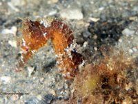 Longsnout Seahorse